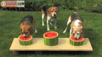 雷狗子吃瓜现场,揭秘娱乐圈幕后风云