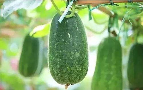 5米吃瓜,揭秘瓜农的辛勤与智慧