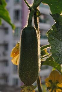 木木和黄毛吃瓜,木木与黄毛的瓜田奇遇记