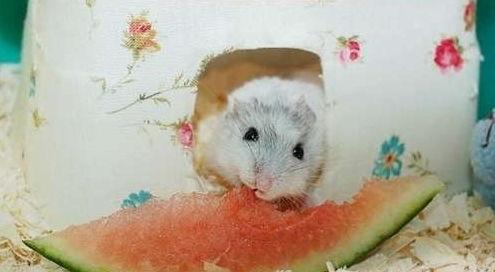 仓鼠可以吃冰淇淋瓜嘛