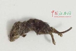 防止老鼠吃瓜钢丝套,有效防止老鼠偷吃瓜