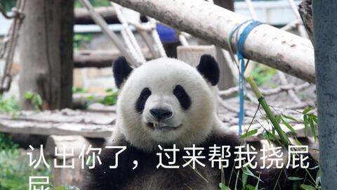 萌兰吃瓜表情包,趣味横生的网络潮流