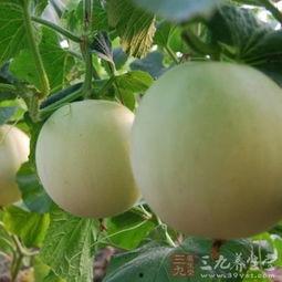 吃银瓜嗓子痒,揭秘嗓子痒的秘密