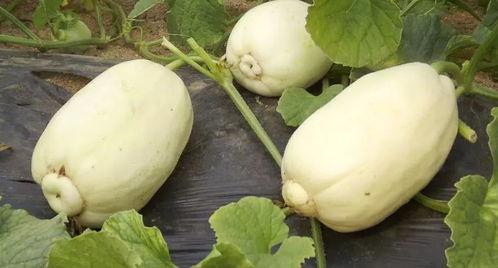 纯路人吃瓜小透明