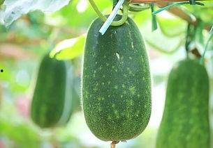 冬天吃瓜怎么热,探索冬季吃瓜的温暖秘诀