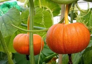 西安有瓜吃吗,探寻古城里的瓜果飘香