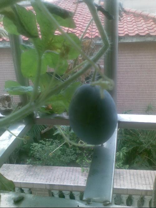 男子阳台吃瓜乌龙,男子意外成为网络笑柄