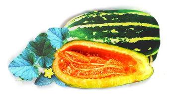 老松瓜怎么吃最好,解锁美味新境界