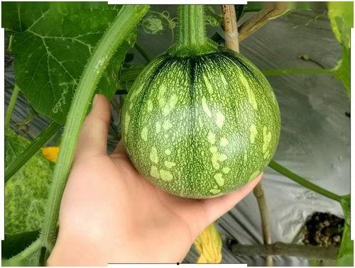 小痞吃瓜,揭秘娱乐圈那些不为人知的幕后故事