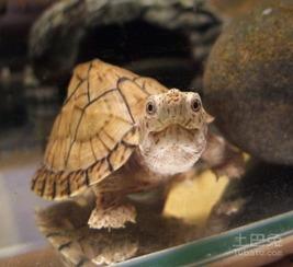 剃刀龟吃瓜,一场奇妙的味蕾之旅