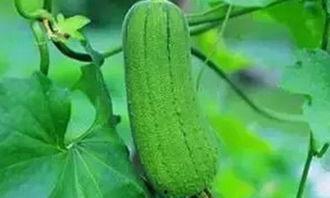 学校吃瓜情报处