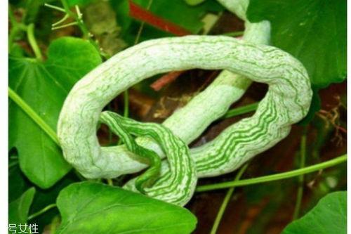 咋吃蛇瓜,咋吃蛇瓜的美食之旅