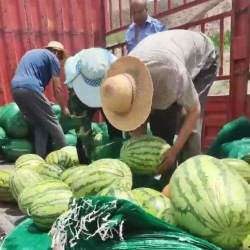 洛宁吃瓜群众,揭秘当地热点事件背后的故事