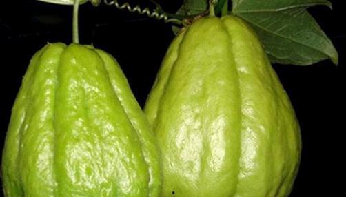 不知怎么吃佛手瓜