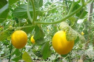 吃伊丽莎白瓜后感觉冷,吃伊丽莎白瓜后感受清凉一夏