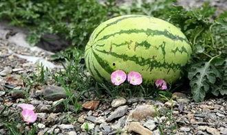 吃瓜女孩在苏州