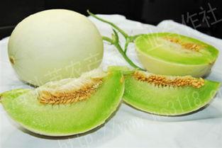 吃哈密瓜像猴,品尝美味，体验猴趣