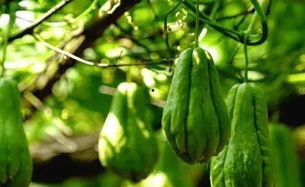 瓜结了瓜多久可以吃